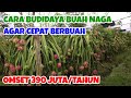 BUDIDAYA BUAH NAGA, PETANI BANYUWANGI RAUP OMSET 390 JUTA PERTAHUN || CARA MENANAM BUAH NAGA