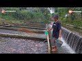 KEREN, BUDIDAYA IKAN NILA & MAS DIKOLAM AIR DERAS ADA AIR TERJUN NYA