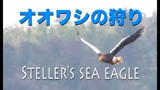 野鳥動画・オオワシの狩り「ワシづかみ」涸沼・野鳥観察・野鳥撮影 ・Steller's sea eagle