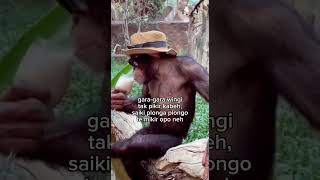 mikir opo neh iki ? #shortvideo #funny #monkey