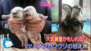 【カワウソ】「ツメナシカワウソの甘える声」ひょっとしたら貴重映像かも(^^)/　　（伊勢シーパラダイス）