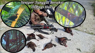 BERBURU AYAM HUTAN SAWIT 230225 || Seniper Tunggal Beraksi di Pagi Hari