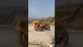 funny cutest Dog🥰[ unique animals 79 ]#shorts #оценкаканалов #приколы #coub #реакция#funnyvideo(2)