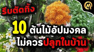 10 ต้นไม้อัปมงคล ที่ไม่ควรปลูกในบ้าน ใครมีอยู่รีบตัดทิ้ง / Mo Mutelu