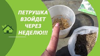 ВСХОДЫ ПЕТРУШКИ ЧЕРЕЗ 7 ДНЕЙ! \