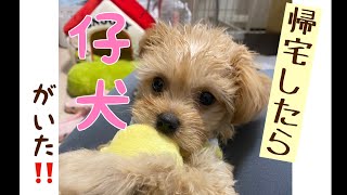 【チワプー 】妻が勝手に仔犬を連れて帰ってきてたとき夫の反応は！？