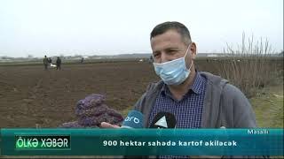 Masallıda bu il 900 hektar sahədə kartof əkiləcək