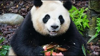 RouRou eats watermelon on her birthday🍉🐼梅兰肉肉生日吃西瓜 2022.05.29