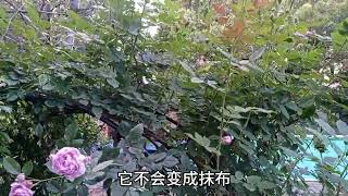 养了5年的薰衣草花环，介绍给你！