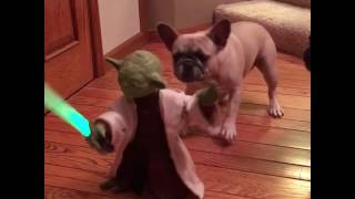 Yoda vs. Frenchies 2 \