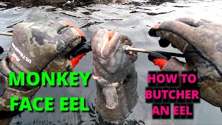 CLEANING A MONKEYFACE EEL