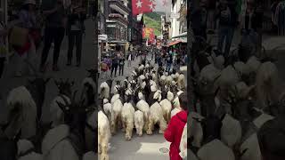 Swiss Goats Parade down Zermatt Main Street in Switzerland on July 2, 2024