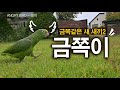 금쪽같은 새 새끼2 / 앵무새도 금쪽이가 있다 / 아빠 왜 자꾸 질척대??  / 사람과 대화 가능앵무새 / ANGRY BIRD