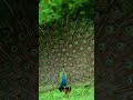 first time encounter a peacock dancing in nepal’s forests 🦚🌳