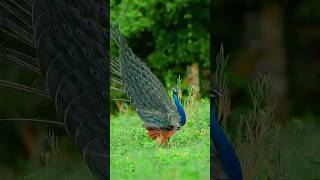 First-Time Encounter: A Peacock Dancing in Nepal’s Forests 🦚🌳