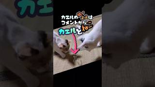 カエルとネコ。frog and cat #Shorts #cat #kittens #猫 #蛙 #fanny #animal  #catvideos