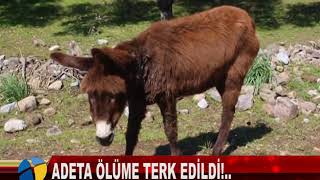 ADETA ÖLÜME TERK EDİLDİ!