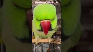 お家帰りたくないお嬢の顔面かわいいです💛 #ワカケホンセイインコ #parrot #shorts