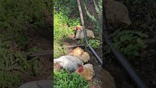 OMC! Dirt bath and relax - Another angle on the chicken action! #chickens #dirt #bathing #shorts