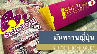 รีวิวมันหวานญี่ปุ่นไซส์ยักษ์ XL ชิโทริ เบนิฮารุกะ Shi-Tori Sweet Patato Beni Haruka