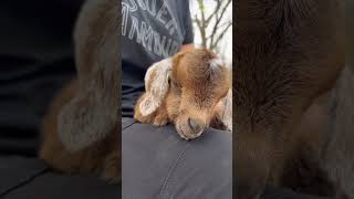 Just a baby goat sleeping in my lap. No big deal 🥰❤️🐐💤 #goats #babygoats #zzz
