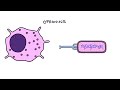 Understanding the Immune System in One Video