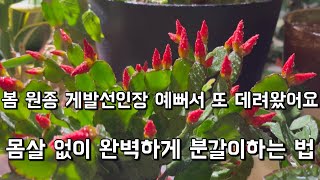 화원에서 데려온 봄 원종 게발선인장 예쁜 화분에 심어줬어요 | 몸살없이 건강하게 분갈이하는 흙 배합법 | 이건 꼭! 따라해보세요 | 다육이 전용토 | [엄마와 딸 다육TV]