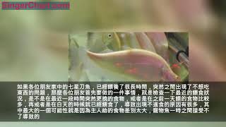 七星刀魚不吃東西怎麼辦？如何解決？