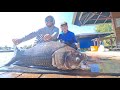 Siamese Carp Fishing Thailand - 2024- BKKGUY