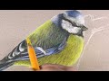 pastel pencils how to draw a bird