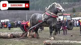 See what the horse's strength is.ঘোড়ার অনেক শক্তি। না দেখলে অনেক miss korben..pstv