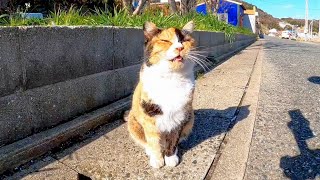 会うと必ず挨拶してくる三毛猫を撫でるとゴロゴロ言ってカワイイ