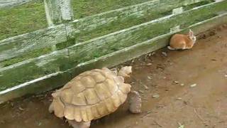 【リアル！】ウサギとカメの競争