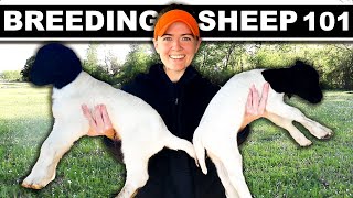 BREEDING SHEEP Small Scale (my full system) Grass Fed Meat Sheep Farming Lambing Homesteading