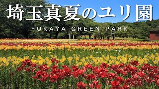 深谷グリーンパークのユリ園/ビタミンカラー夏の絶景/ひまわり/埼玉観光旅行vlog