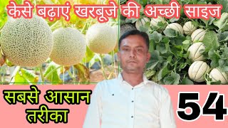 ऐसे बढ़ाएं खरबूजे की अच्छी साइज#musk melon સાકર ટેટી અથવા મધુરી ની માહિતી