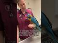 4 Things Your Vet Wishes You Would Do With Your Bird  #avian #veterinary #birdtricks #shorts