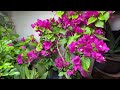 三角梅，一年超过半年开花，冬天还开得更欢 分享养护经验 bougainvillea