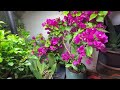 三角梅，一年超过半年开花，冬天还开得更欢 分享养护经验 bougainvillea