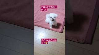 【日常わんこ動画】赤ちゃんみたいなラテごはんに反応　#ミックス犬#マルポメ#ポメマル時マルポメのラテ#極小マルポメ#赤ちゃんみたいな犬#可愛いペット #ごはん#日常#cute