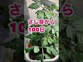 【こうゆーのが嬉しい】夏に全滅させた矮性ミニトマト（水耕栽培）のさし芽が残ってくれた。 shorts