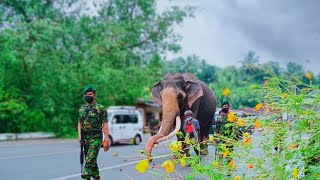 නැදුම්ගමුවෙ රාජා