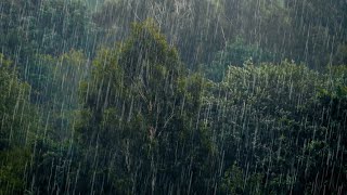 🔴 Forest Rain Sounds For Sleeping | End Insomnia | Heavy Rain | Rain Sounds For Studying