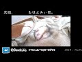 幸せそうな寝顔でお布団で眠るフェレット ferret lab 204