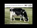 Precision Dairy Technologies – Opportunities and Challenges