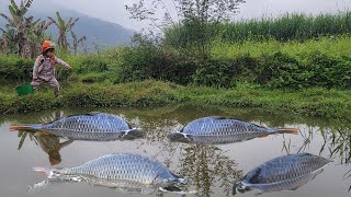 Fish catching skills. Catch the giant fish to sell and buy medicine for mother