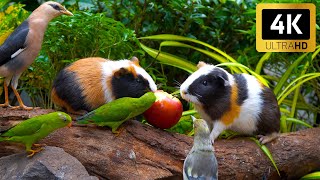 Calming Nature for Cats 😺 Birds \u0026 Guinea Pigs Enjoy a Picnic Table 🐦🐹 Perfect for Cats to Watch