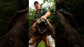 The Mystery Mud Rescue Unveiling the Crocodile Turtle