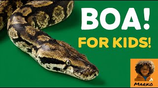 Boa Constrictors for Kids | Amazing Fun Facts and Information | Learn with Marko