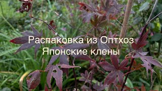 18.09.23 Распаковка из Оптхоз. Японские веерные Елены и пихта